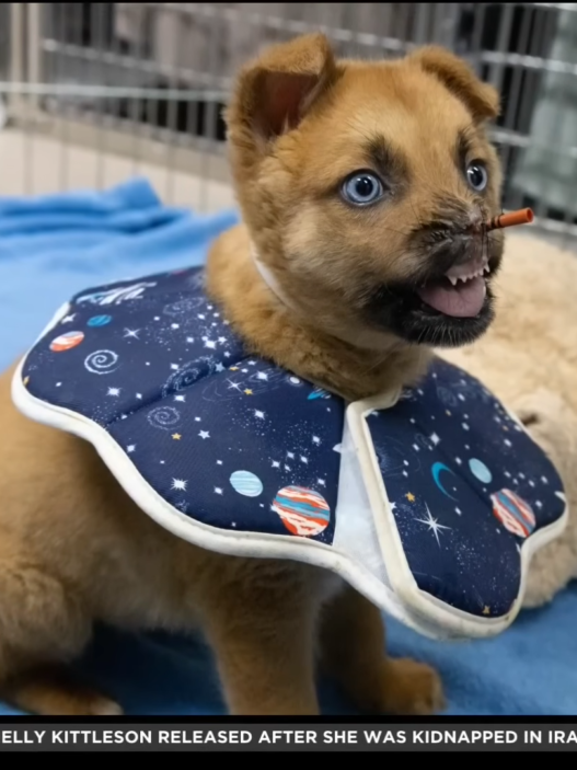 Peanut the puppy recovering at Pasadena Humane.