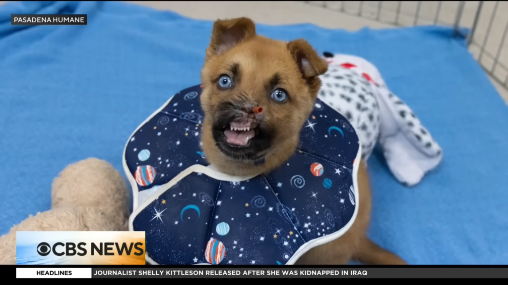 Peanut the puppy recovering at Pasadena Humane after facial injuries.
