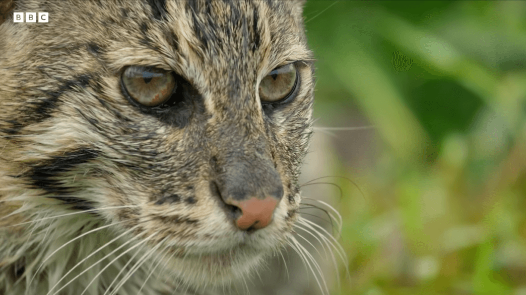 A fishing cat kitten steps into shallow water for the first time, testing its webbed feet and exploring the riverbank.