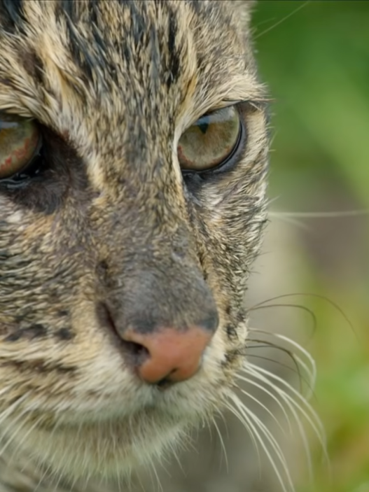 A fishing cat kitten steps into shallow water for the first time, testing its webbed feet and exploring the riverbank.