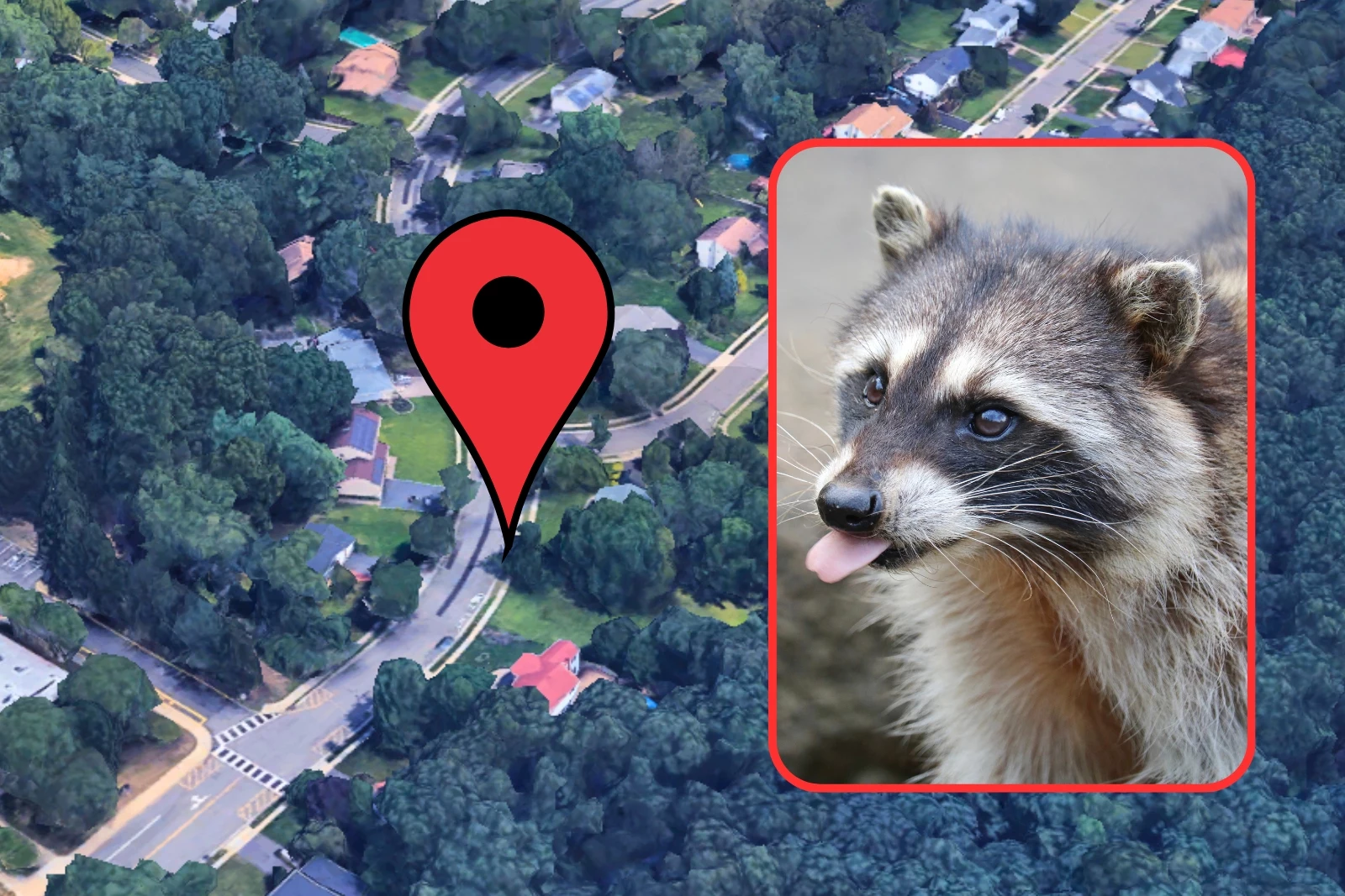 Sean Yanes wrestles a raccoon to save his dog RoRo.
