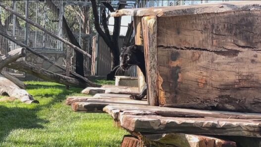 Rescued black leopard Onyx peeking out from enclosure at the Alpine sanctuary.
