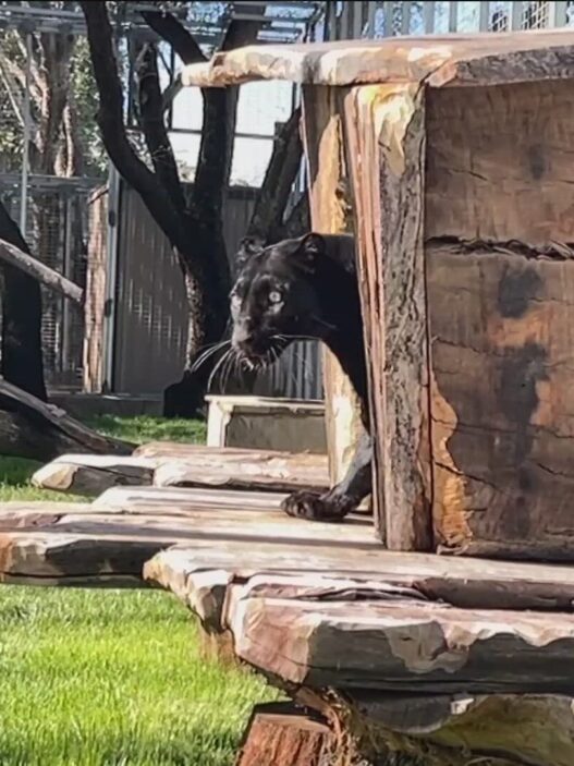 Rescued black leopard Onyx peeking out from enclosure at the Alpine sanctuary.