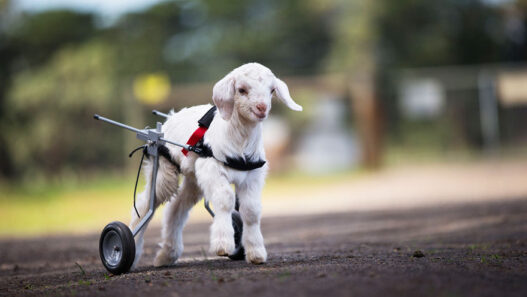 Baby goat Tater using his rear‑legged wheelchair at a Kentucky sanctuary.