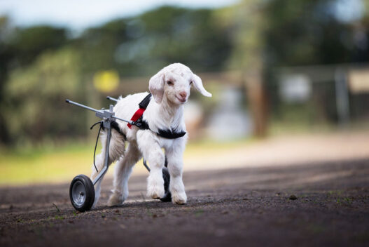 Baby goat Tater using his rear‑legged wheelchair at a Kentucky sanctuary.