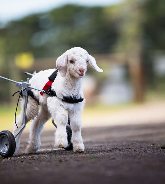 Baby goat Tater using his rear‑legged wheelchair at a Kentucky sanctuary.