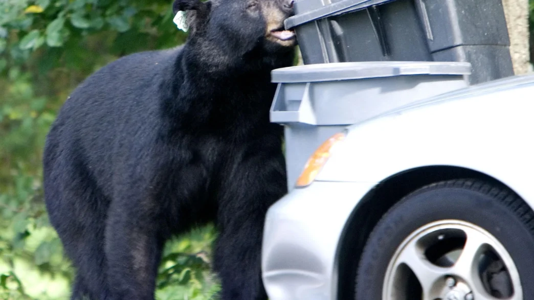 Connecticut bear attempting to walk away with a full‑size dumpster.