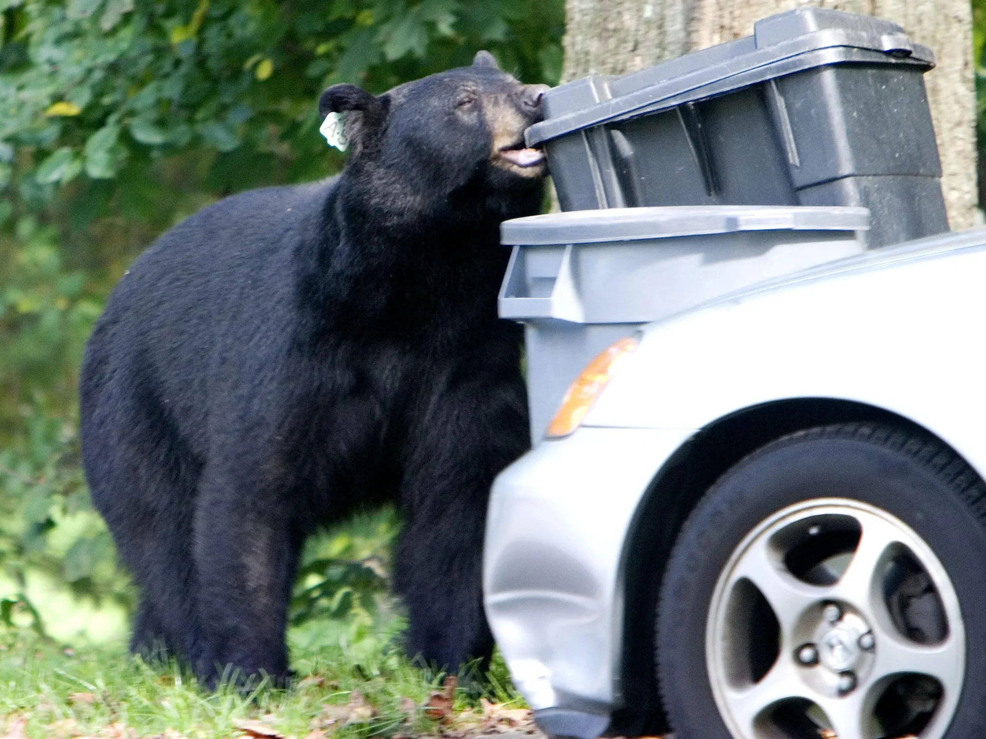 Connecticut bear attempting to walk away with a full‑size dumpster.