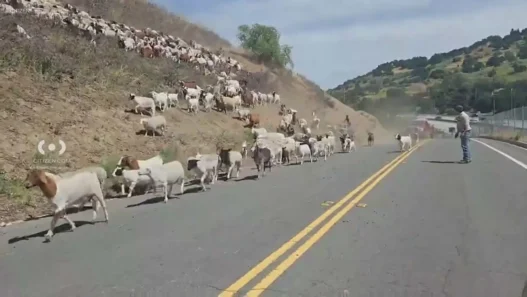Firefighting goats loose in Calabasas being herded off the road by dogs.