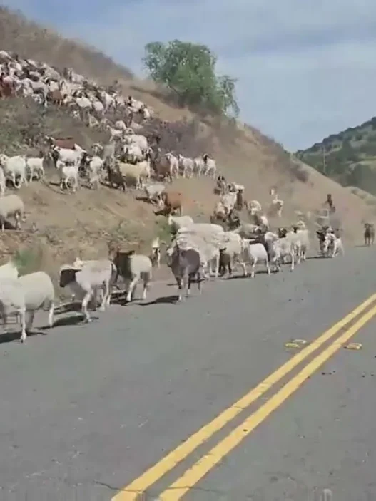 Firefighting goats loose in Calabasas being herded off the road by dogs.