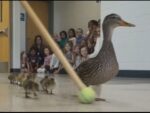 Mother duck leading her ducklings through a school hallway toward the courtyard pond.
