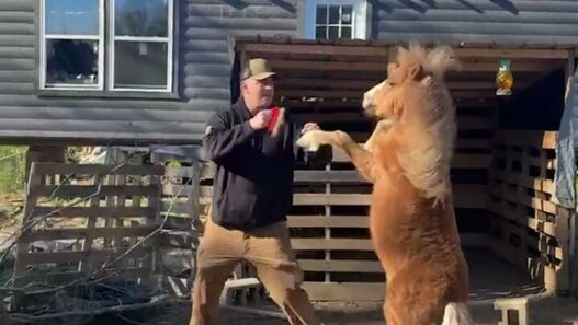 Man in a cap and jacket high-fives a pony standing on its hind legs in a dirt yard beside a wooden barn-like structure.