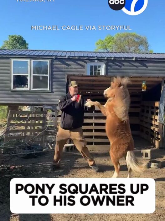 Man in a cap and jacket high-fives a pony standing on its hind legs in a dirt yard beside a wooden barn-like structure.