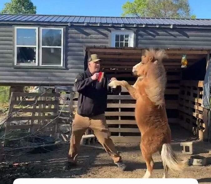 Man in a cap and jacket high-fives a pony standing on its hind legs in a dirt yard beside a wooden barn-like structure.