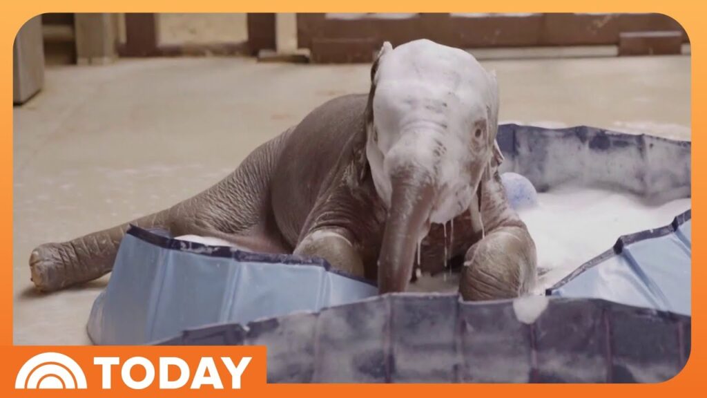 Linh Mai the baby Asian elephant enjoying a playful bubble bath at the Smithsonian’s National Zoo.