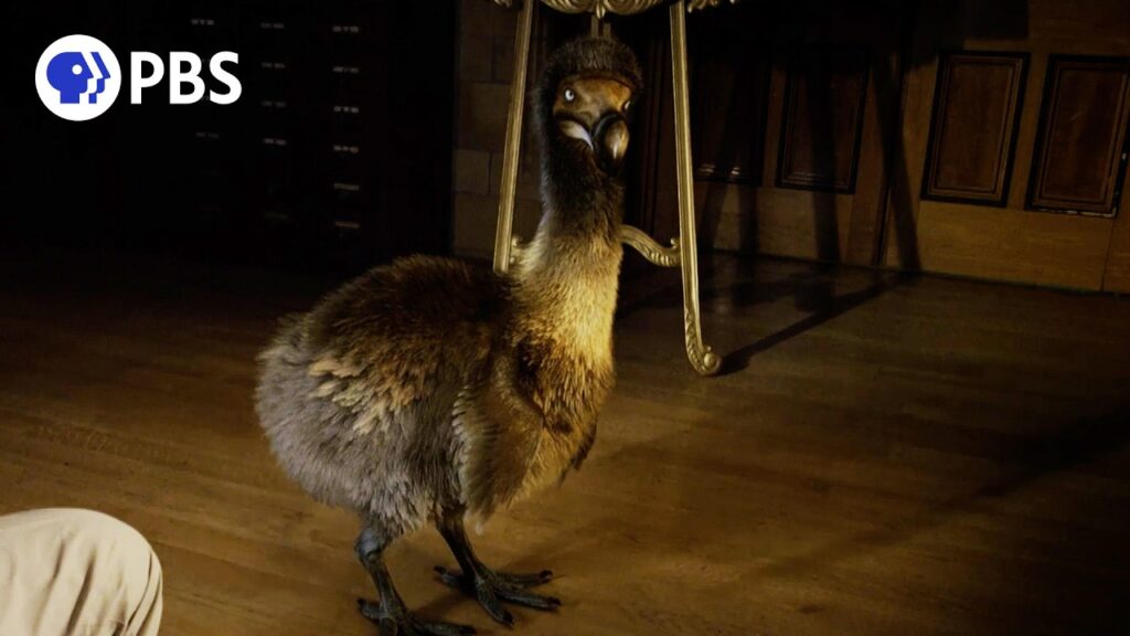 Emu standing on a wooden floor indoors, PBS logo in the top-left corner.