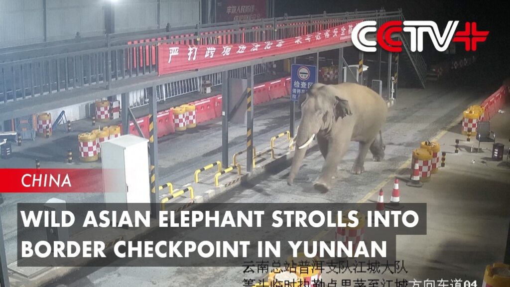Nighttime border checkpoint in Yunnan, China; a wild Asian elephant walks along the road beside traffic barriers, cones, and signage, with CCTV watermark.