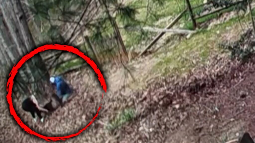 A raccoon attacks a family’s pug in a backyard before the owner intervenes.