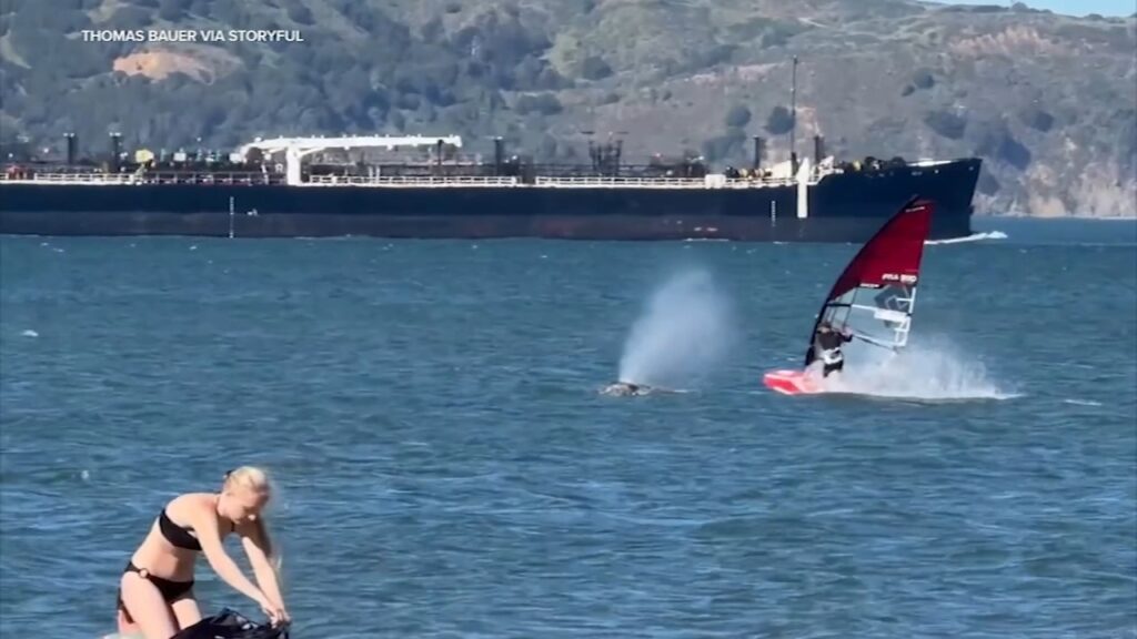 A windsurfer makes unexpected contact with a gray whale surfacing in San Francisco Bay.