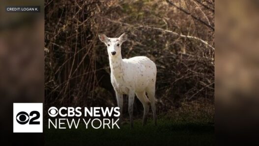 A rare piebald deer with white and brown patches stands in Long Island, photographed by a local photographer.