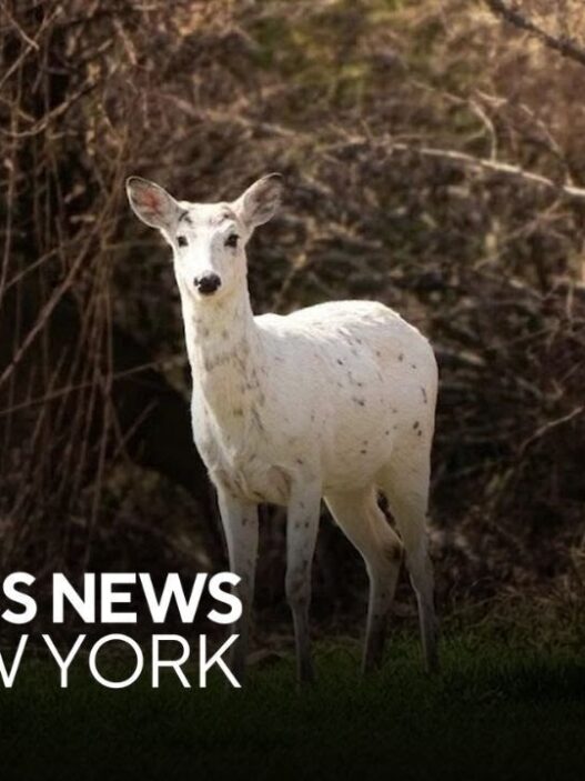 A rare piebald deer with white and brown patches stands in Long Island, photographed by a local photographer.