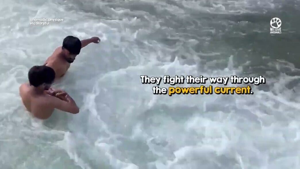 Two rescuers crossing a rushing river to save a stranded monkey.
