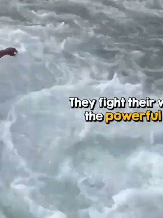 Two rescuers crossing a rushing river to save a stranded monkey.