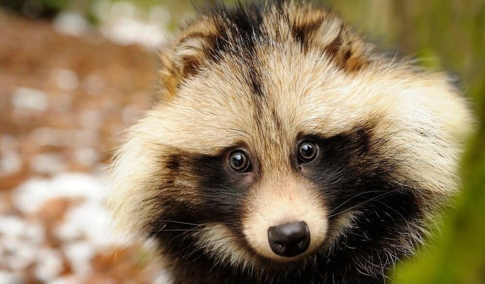 A raccoon dog (Tanuki) with thick fur and fox‑like features native to East Asia.
