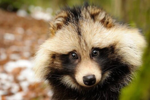 A raccoon dog (Tanuki) with thick fur and fox‑like features native to East Asia.