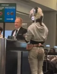 Passenger standing at airport desk with a cat sitting on his head.