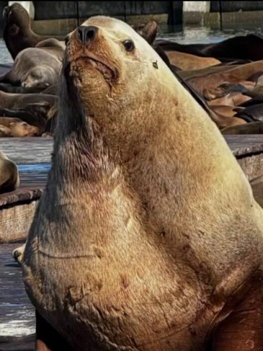 Group of sea lions basking on a wooden dock by the water, with one large seal upright facing the camera.