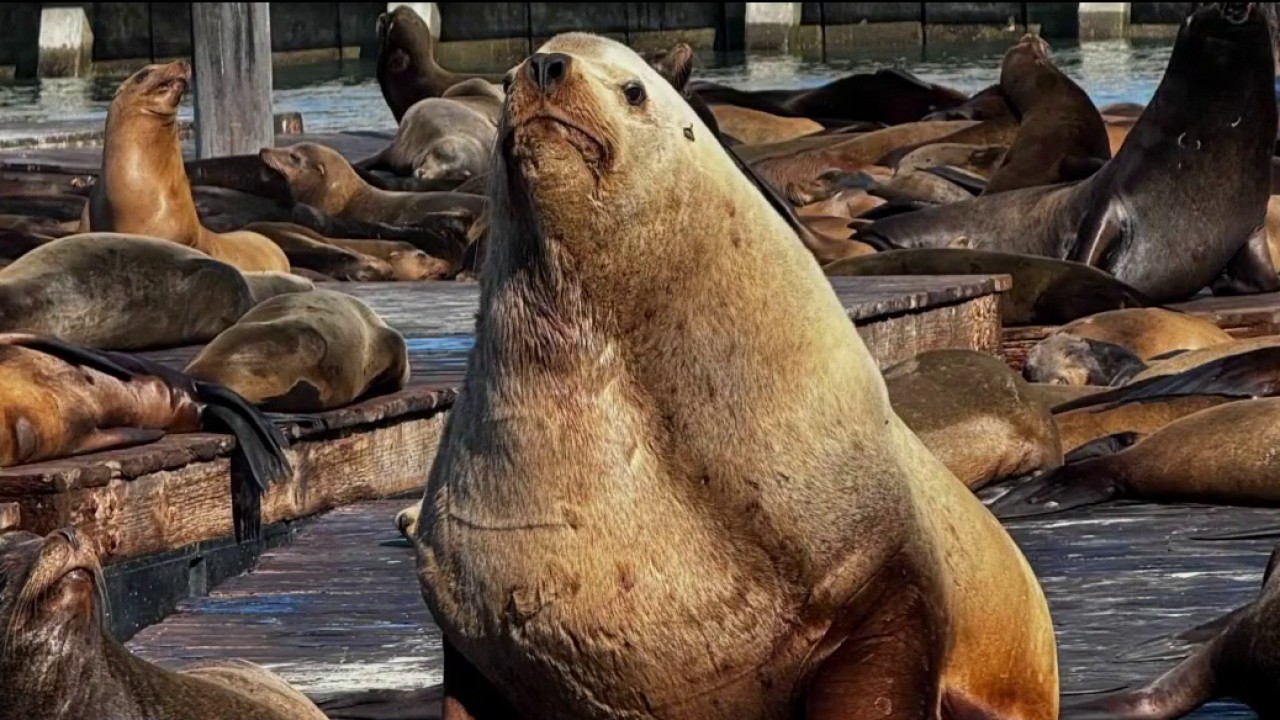 Group of sea lions basking on a wooden dock by the water, with one large seal upright facing the camera.
