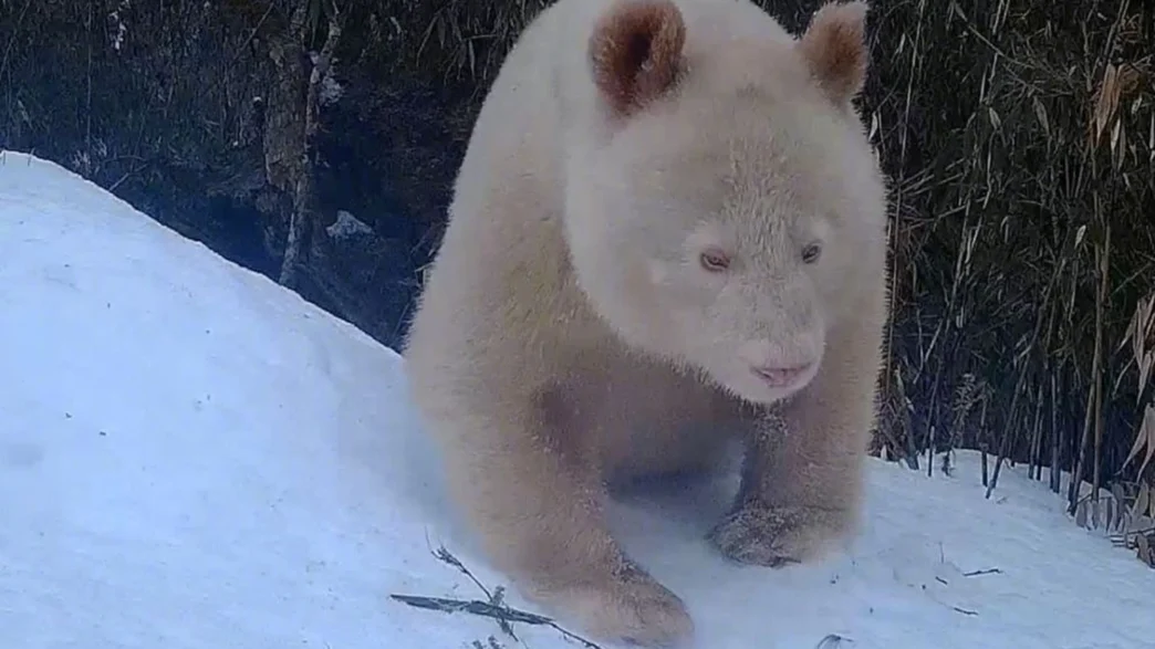 World’s only known wild albino giant panda walking through forest in Sichuan China
