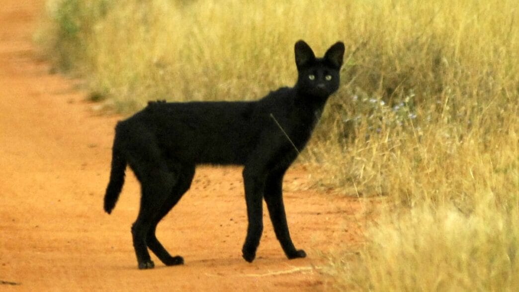A rare melanistic black serval moving through the high‑altitude highlands of Kenya.