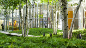 Indoor glass-walled atrium with birch trees and lush green ground cover; people visible inside the building.