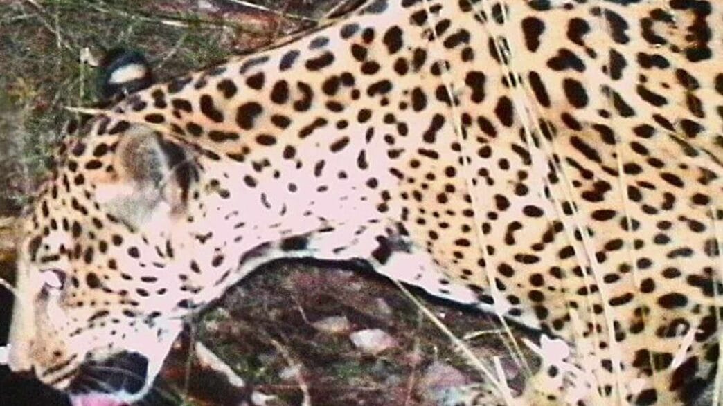 Rare jaguar named Cinco captured on an Arizona trail camera in the Sky Islands