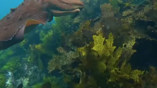A giant cuttlefish changing colors underwater near Manly, Australia.
