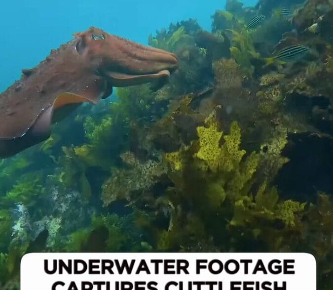 A giant cuttlefish changing colors underwater near Manly, Australia.