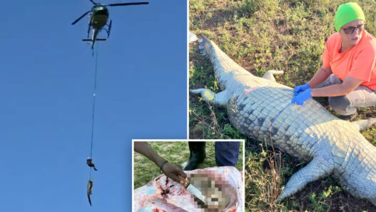 Rescue collage: a helicopter hoist against a blue sky, plus a person near a large dead crocodile in tall grass, and a censored close-up of a violent injury.