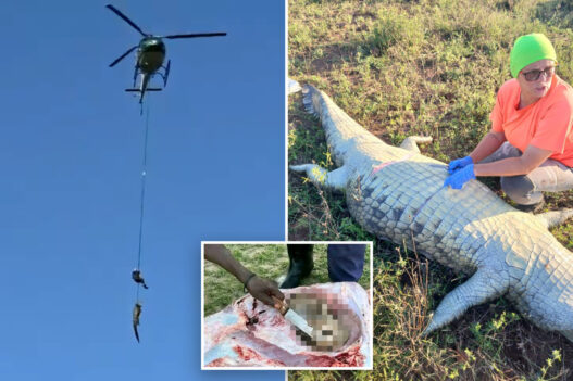 Rescue collage: a helicopter hoist against a blue sky, plus a person near a large dead crocodile in tall grass, and a censored close-up of a violent injury.