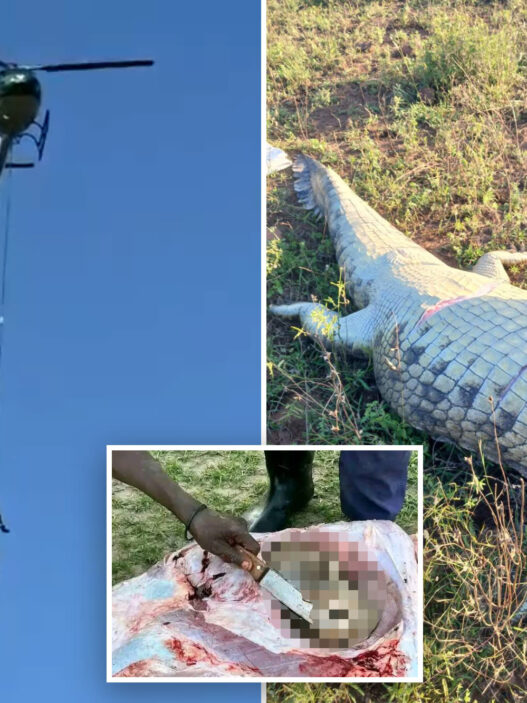 Rescue collage: a helicopter hoist against a blue sky, plus a person near a large dead crocodile in tall grass, and a censored close-up of a violent injury.