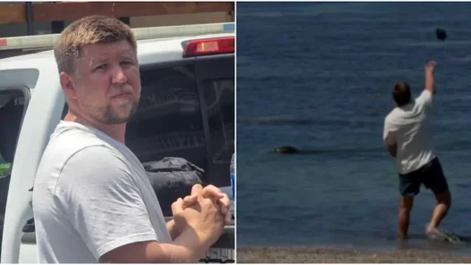 Man arrested for throwing a rock at endangered Hawaiian monk seal Lani.