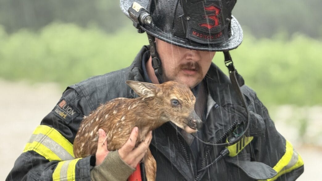 Baby deer being rescued from floodwaters in Madison Township Indiana