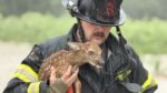 Baby deer being rescued from floodwaters in Madison Township Indiana