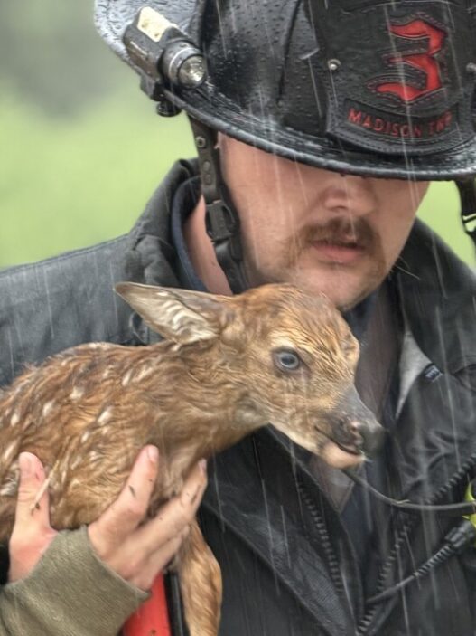 Baby deer being rescued from floodwaters in Madison Township Indiana