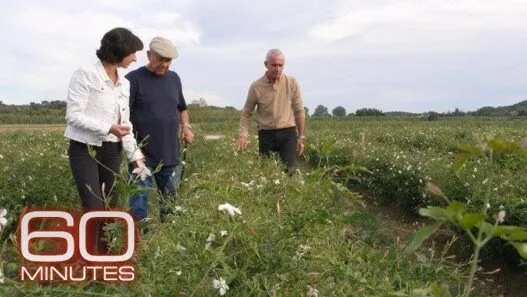 Flower fields in Grasse, France, where jasmine and May roses for Chanel No. 5 are grown.