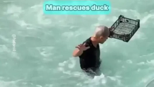 Man rescuing a baby duck from a rip current in Annecy, France