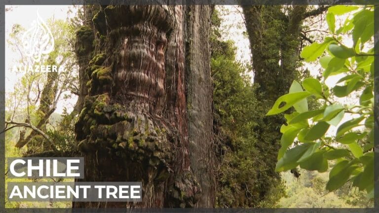 It’s The Oldest Living Thing Known To Earth In Chile