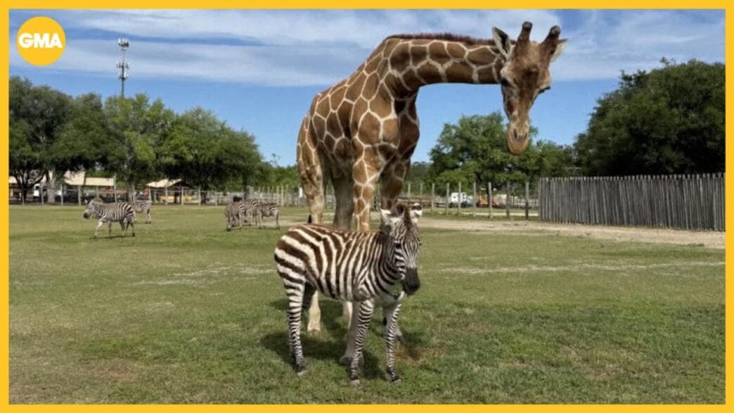 Giraffe Bari and zebra Curtsy standing together at Wild Adventures, showcasing their unlikely friendship.