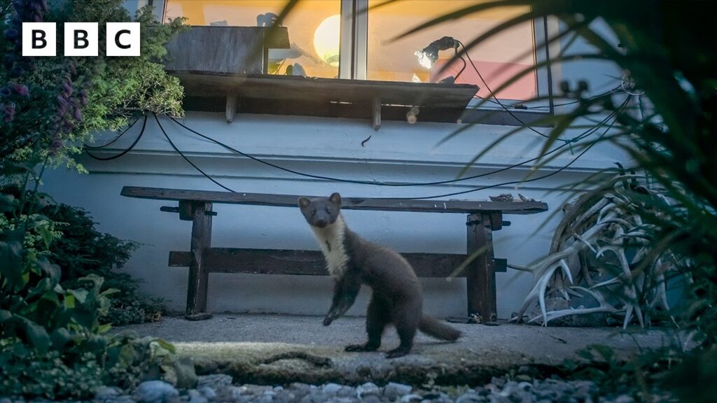 BBC logo in the top-left corner; a small brown mammal standing on a garden path near a wooden bench under a windowed wall at dusk/dawn lighting